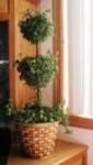 English Ivy House Plant