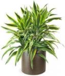 Warneck Dracaena